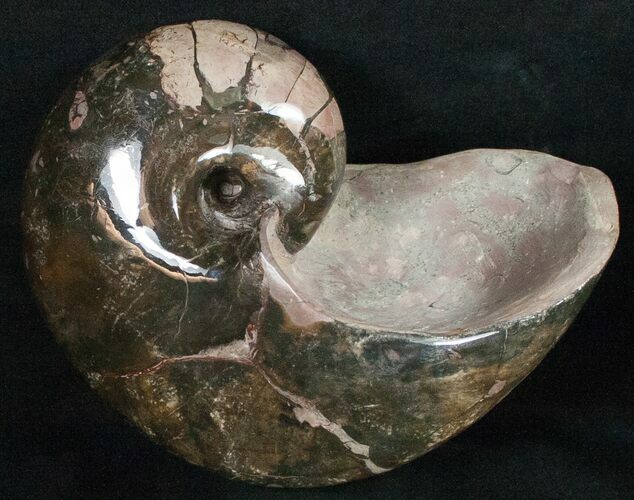 Large Nautilus (Cenoceras) Fossil - France #10976